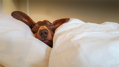 Sleeping dog Sleeping dog