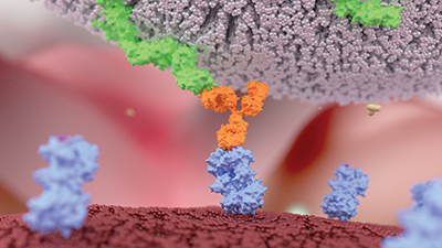 CD 16 receptors