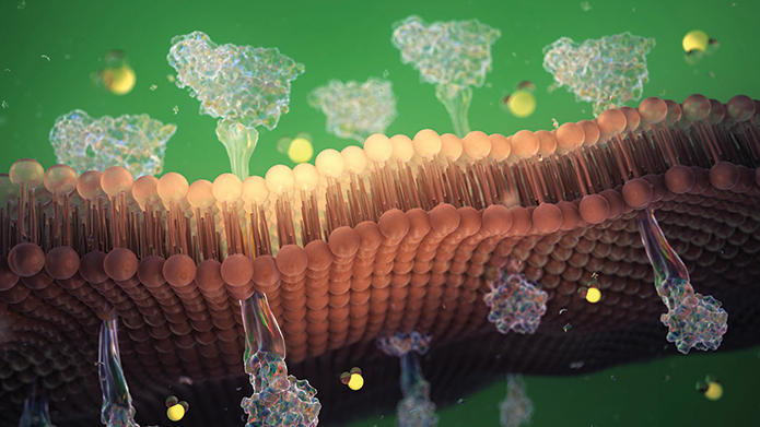 Phospholipid bilayer