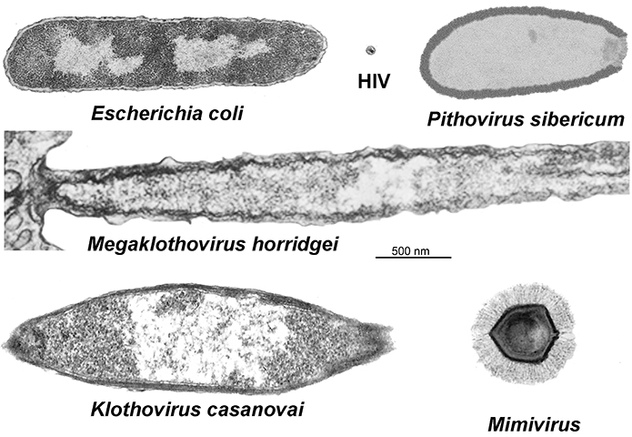Meelsvirus Meelsvirus