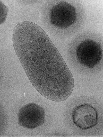 Mimivirus Mimivirus