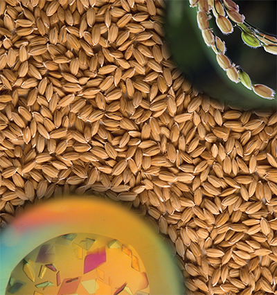 Rice grains Rice grains