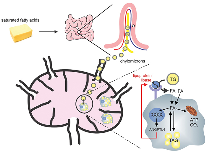 Lymph node cartoon