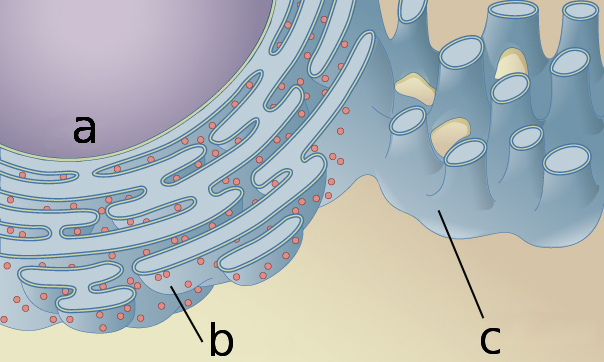 Endoplasmic reticulum