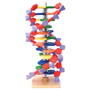 DNA model