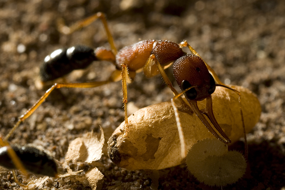 Harpegnathos worker ant