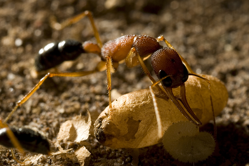 Harpegnathos worker ant Harpegnathos worker ant