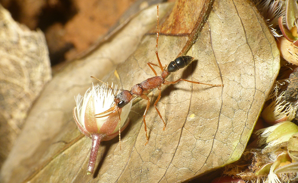 A jumping ant carries a flower