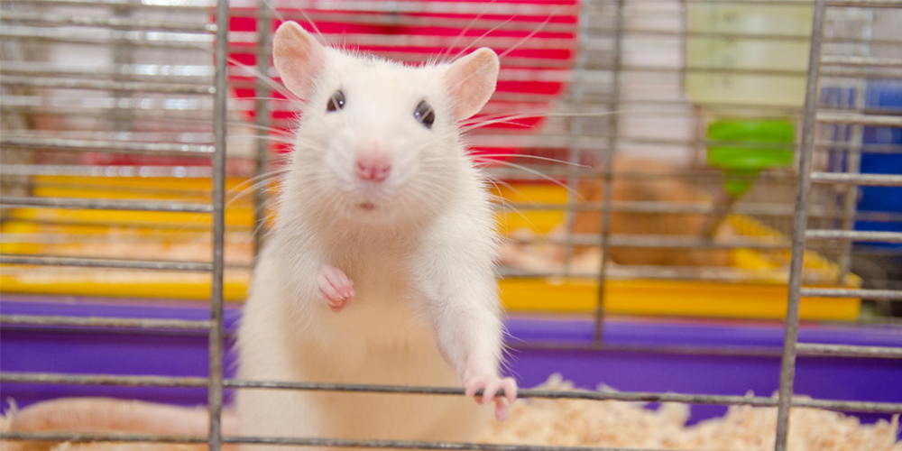 essay on mouse animal