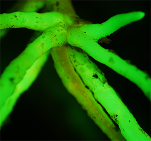 Kranthi Mandadi developed the citrus hairy root system to speed the screening of various antimicrobials against the bacterium that causes citrus greening.