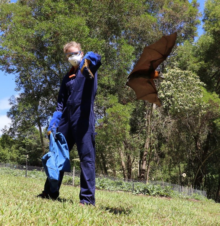 P-bat-release-australia-750x769.jpg P-bat-release-australia-750x769.jpg