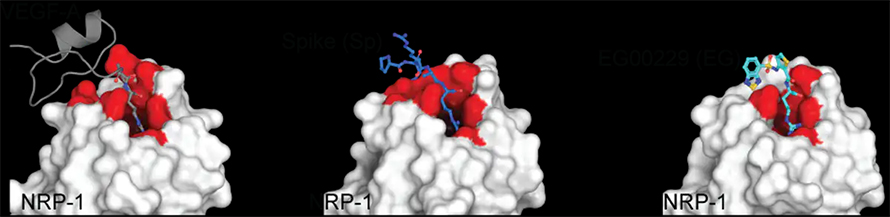 Neuropilin-1-890x217.jpg