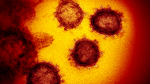 What is the ACE2 receptor?
