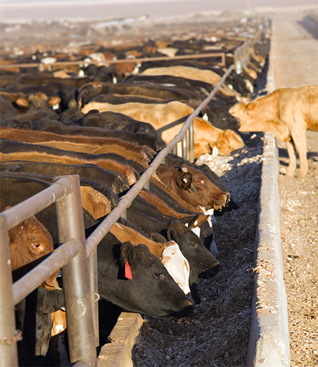 Cows-445x514.jpg Cows-445x514.jpg