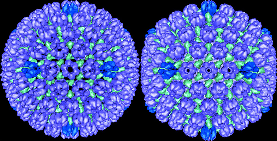 Herpes-simplex-virus-1-890x454.jpg Herpes-simplex-virus-1-890x454.jpg