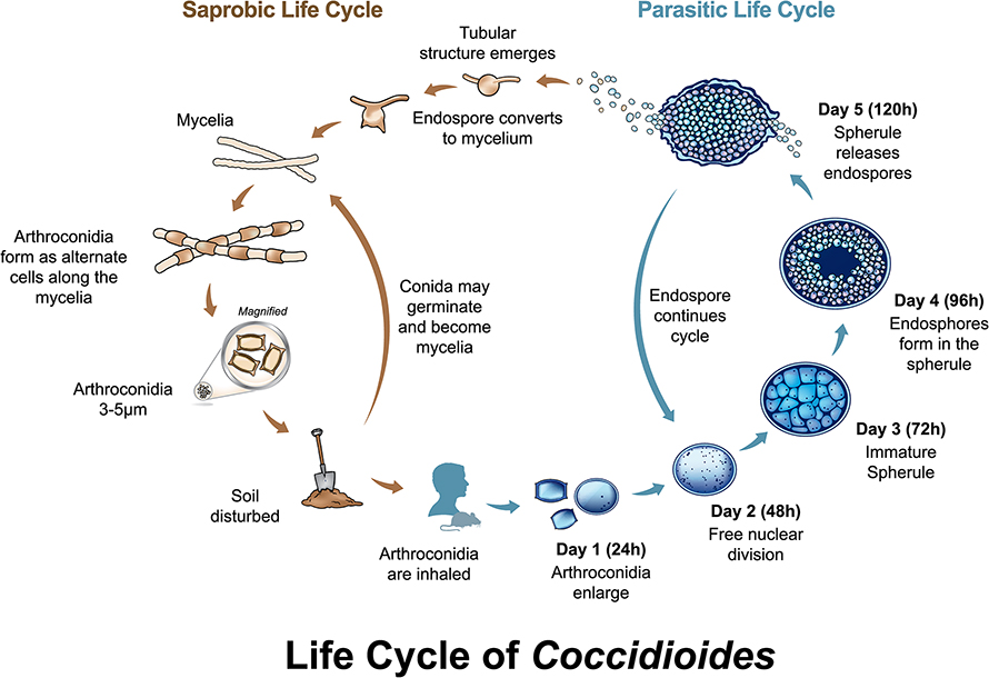 Life-Cycle-of-coccidioides-890x610.jpg Life-Cycle-of-coccidioides-890x610.jpg