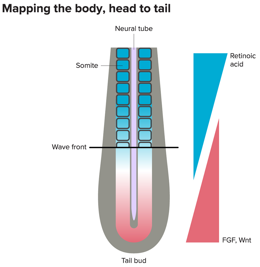 G-mapping-the-body-890x915.jpg G-mapping-the-body-890x915.jpg