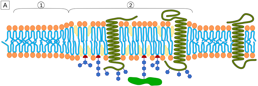 Lipid-bilayers-nanodomains-890x297.jpg