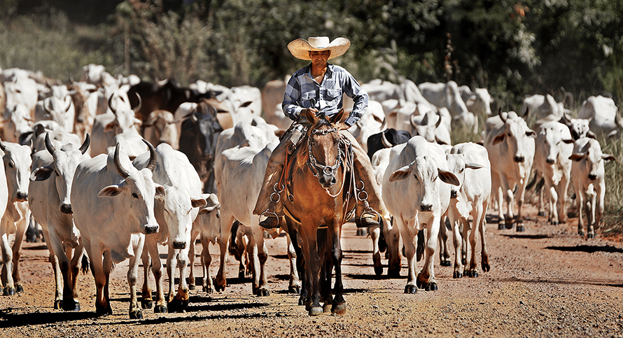 Cows-cowboy-890x483.jpg Cows-cowboy-890x483.jpg