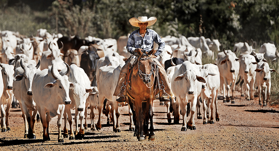 Cows-cowboy-890x483.jpg