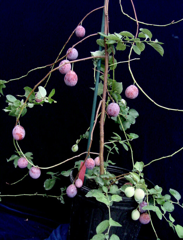 P-ft-plum-600x785.jpg P-ft-plum-600x785.jpg