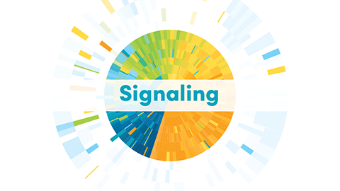 New kids on the signaling block