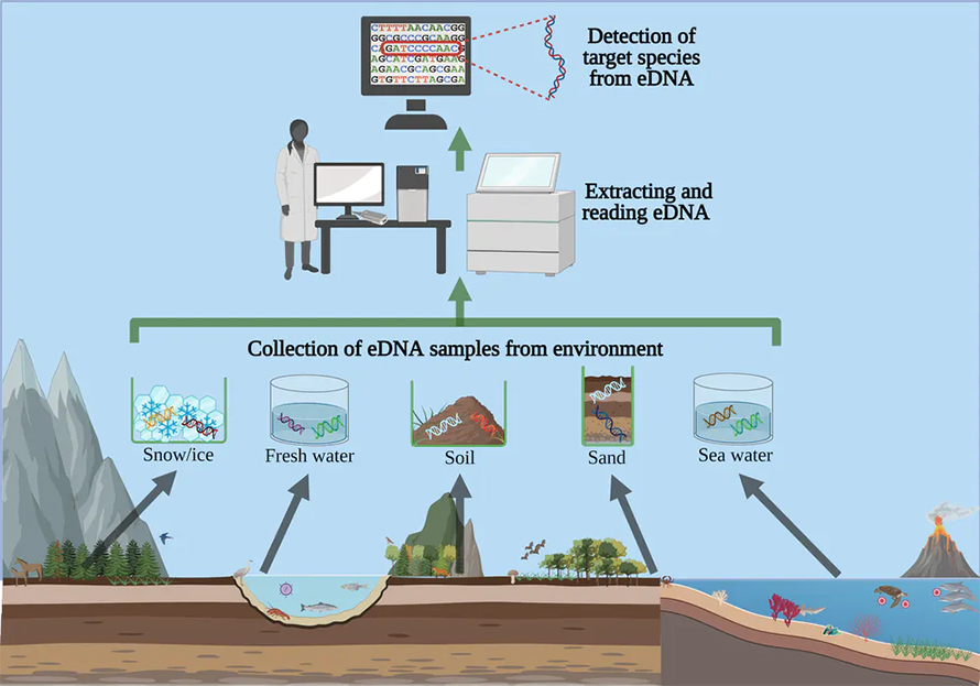 Tracing-DNA-890x623.jpg