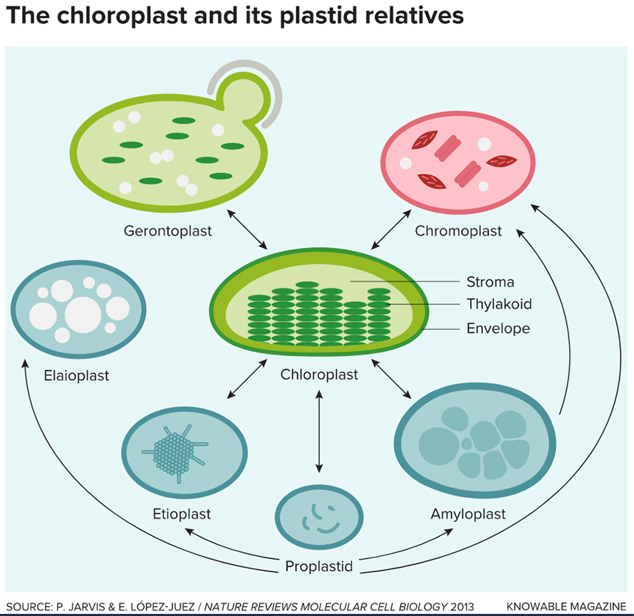 Plastid-relatives-890x865-1.jpg