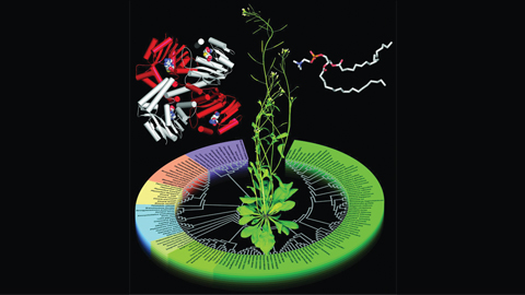 JBC: A phospholipid pathway from plants to parasites