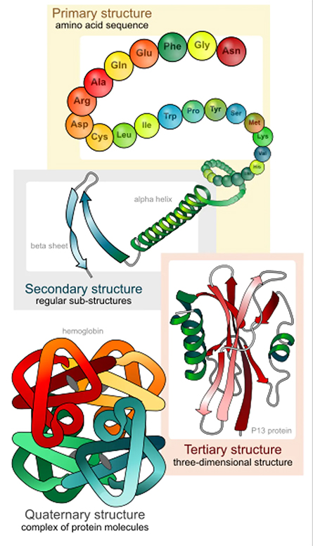 Protein-structure-445x776.jpg