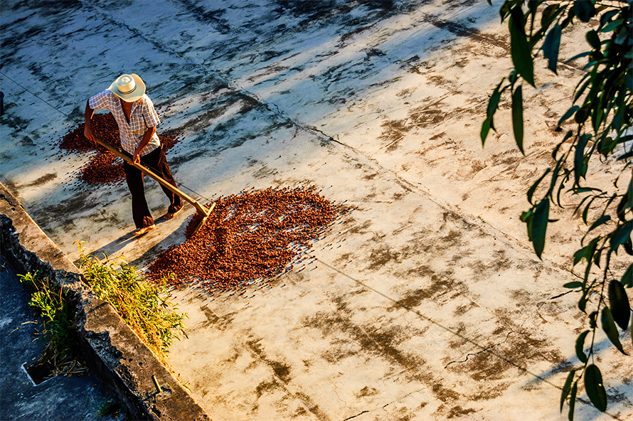 Drying-caco-890x592.jpg