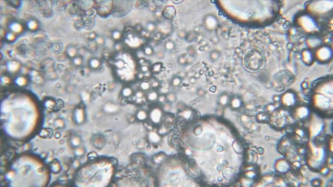 Microbial secrets of sourdough