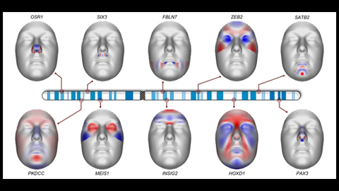 We scanned the DNA of 8,000 people to see how facial features are controlled by genes