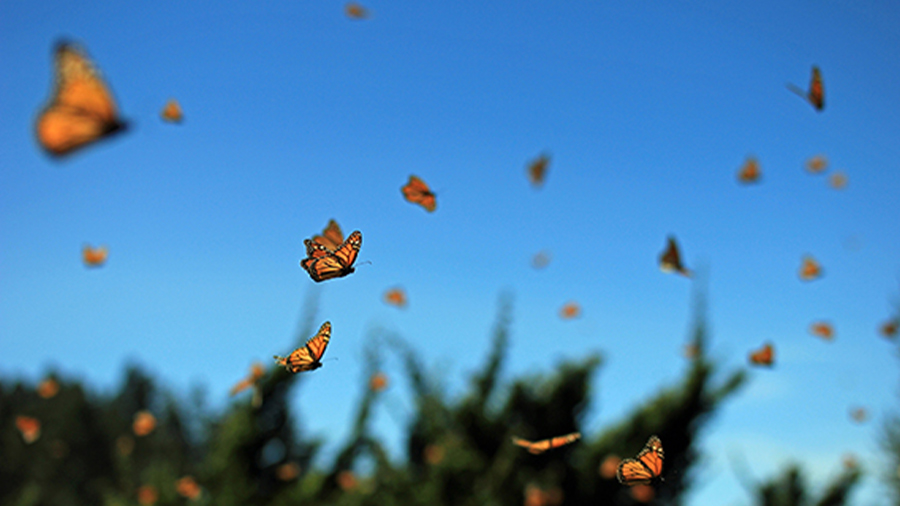 Random Motion Examples