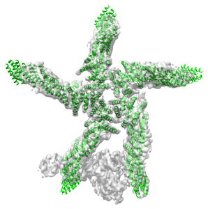 Vac14-PIKfyveFig4-complex-structure-298x300-1.jpg Vac14-PIKfyveFig4-complex-structure-298x300-1.jpg
