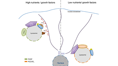 Lipid control of nutrient signaling