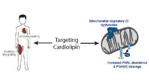Targeting cardiolipin modification in a genetic disorder