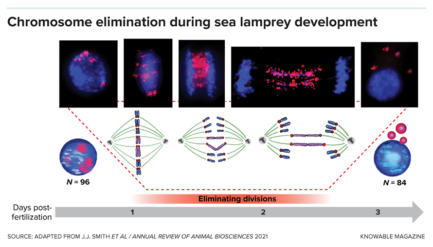 G-lamprey-elimination-graphic-alt-890x508.jpg G-lamprey-elimination-graphic-alt-890x508.jpg
