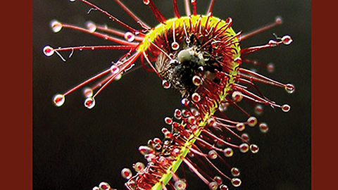 Pivoting from carnivorous plants to COVID-19