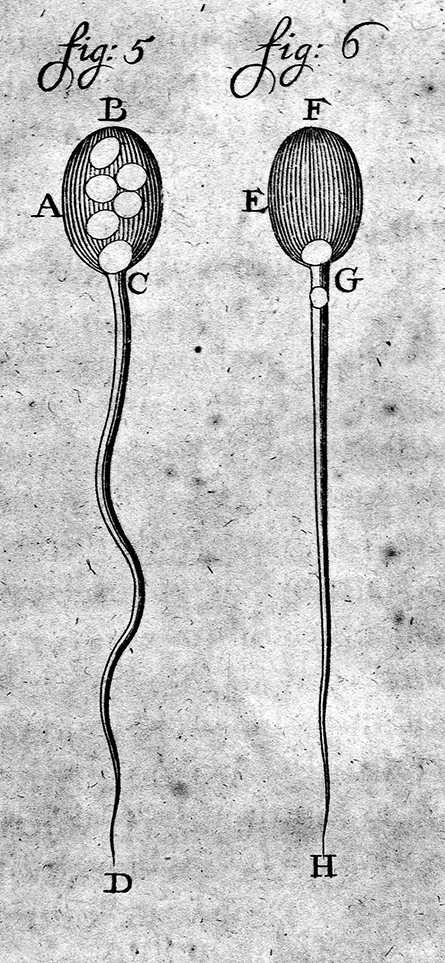 Leeuwenhoek-art-445x963.jpg Leeuwenhoek-art-445x963.jpg