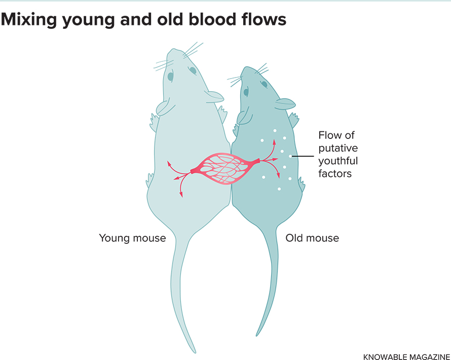 Blood-flows-890x710.jpg Blood-flows-890x710.jpg