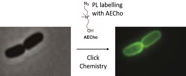 E-coli-cells-642x263.jpg E-coli-cells-642x263.jpg
