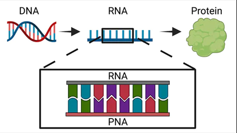 Speedy treatment against drug-resistant bacteria