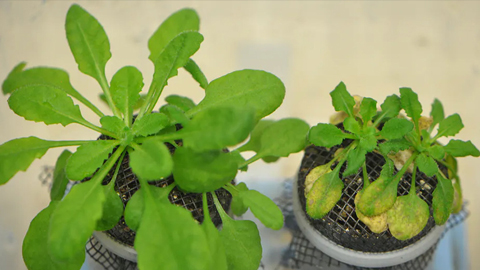 When plants and their microbes are not in sync, the results can be disastrous