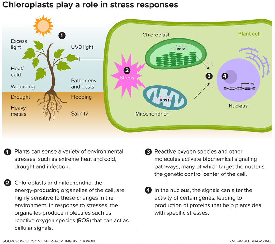 Stress-responses-890x790.jpg