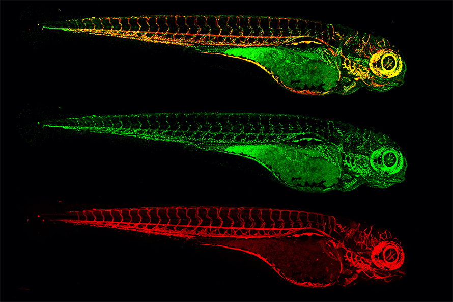 Zebrafish-larva-890x593.jpg Zebrafish-larva-890x593.jpg