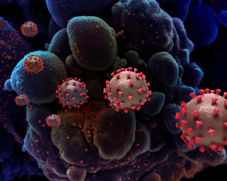 coronavirus-445x354.jpg coronavirus-445x354.jpg