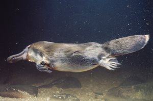 venom_feature_duck-billed_platypus.jpg