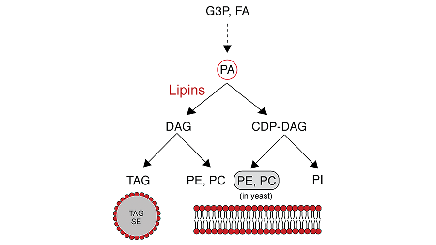 LipidNews-Lipins-primary.png