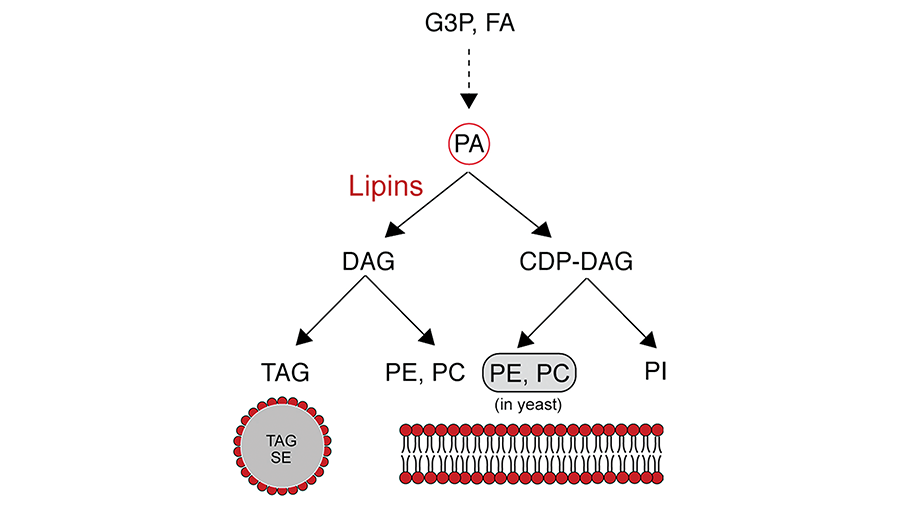 LipidNews-Lipins-primary.png LipidNews-Lipins-primary.png